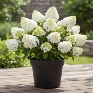 Hydrangea Live Plant 4