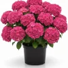 Hydrangea Live Plant 4" Pot - Color Changing Blooms for Indoor/Outdoor - Image 1