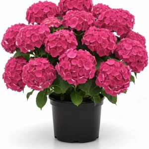 Hydrangea Live Plant 4