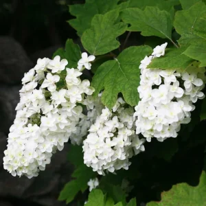 Hydrangea Live Plant - 6-12 Inch Tall Pink White Flowering Shrub in 2.5