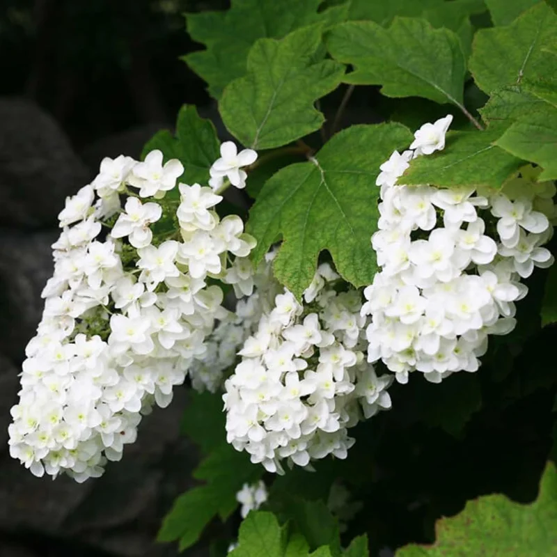 Hydrangea Live Plant - 6-12 Inch Tall Pink White Flowering Shrub in 2.5" Pot, Outdoor - Image 3
