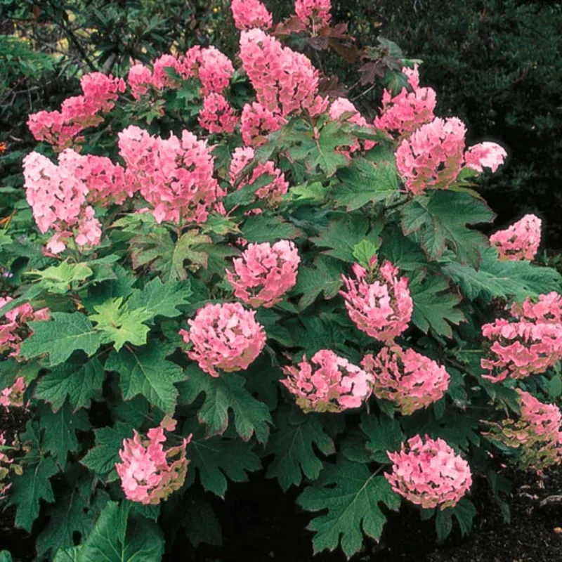 Hydrangea Live Plant - 6-12 Inch Tall Pink White Flowering Shrub in 2.5" Pot, Outdoor - Image 1