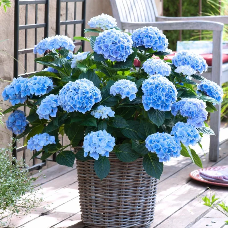 Hydrangea Live Plant - 6-12 Inch Tall Pink White Flowering Shrub in 2.5" Pot, Outdoor - Image 5