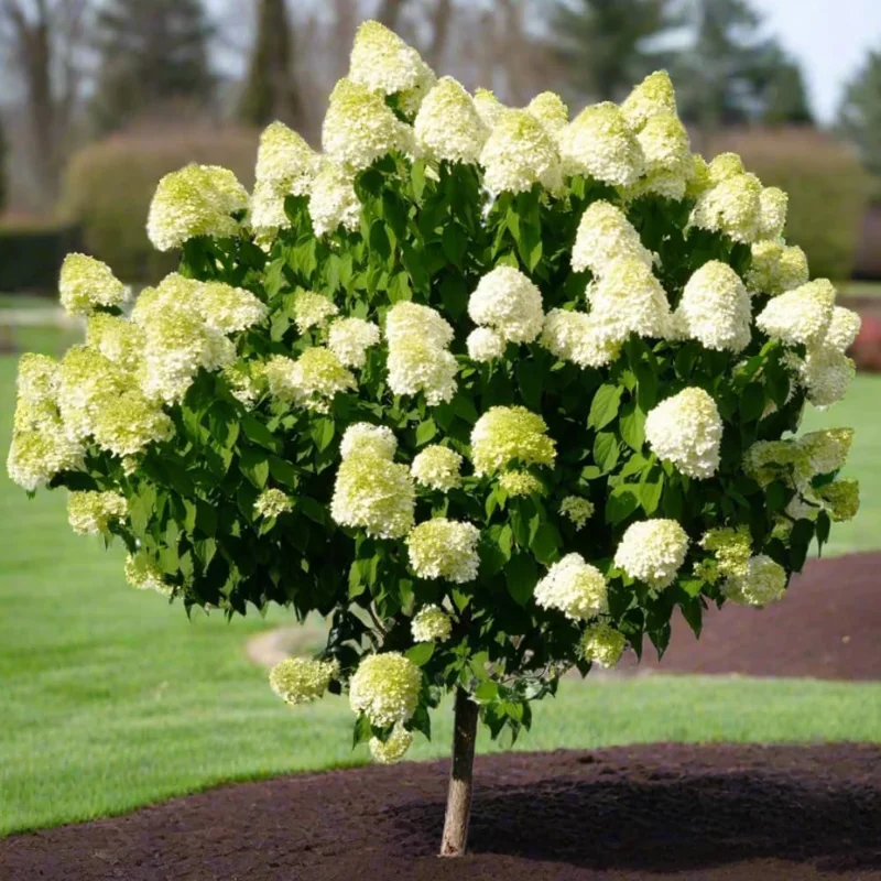 Hydrangea Live Plant - 6-12 Inch Tall Pink White Flowering Shrub in 2.5" Pot, Outdoor - Image 6