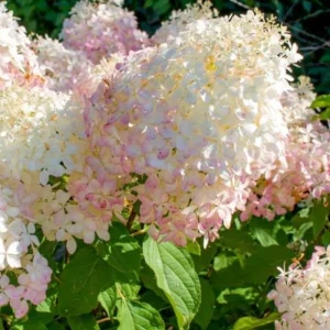 Hydrangea Live Plant, Pink Flowering Shrub, 6-12 Inch Tall, 2.5