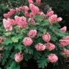 Hydrangea Live Plant, Pink Flowering Shrub, 6-12 Inch Tall, 2.5" Pot, Outdoor Garden - Image 1