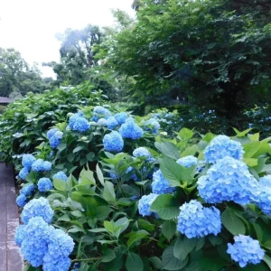 Hydrangea Live Plant – Pink White Blooms – 6-12 Inches Tall – Outdoor Shrub - Image 2