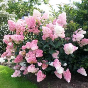 Hydrangea Live Plant – Pink White Blooms – 6-12 Inches Tall – Outdoor Shrub - Image 3