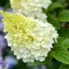 Hydrangea Live Plant – Pink White Blooms – 6-12 Inches Tall – Outdoor Shrub - Image 1