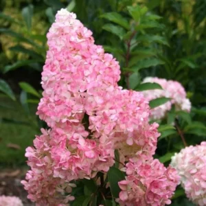 Hydrangea Live Plant – Pink White Flowers, 5 to 7 Inch Tall, Well-Rooted, Outdoor Shrub - Image 2