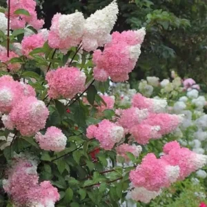 Hydrangea Live Plant – Pink White Flowers, 5 to 7 Inch Tall, Well-Rooted, Outdoor Shrub - Image 1