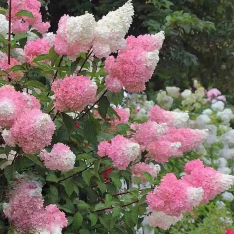 Hydrangea Live Plant – Pink White Flowers, 5 to 7 Inch Tall, Well-Rooted, Outdoor Shrub - Image 1