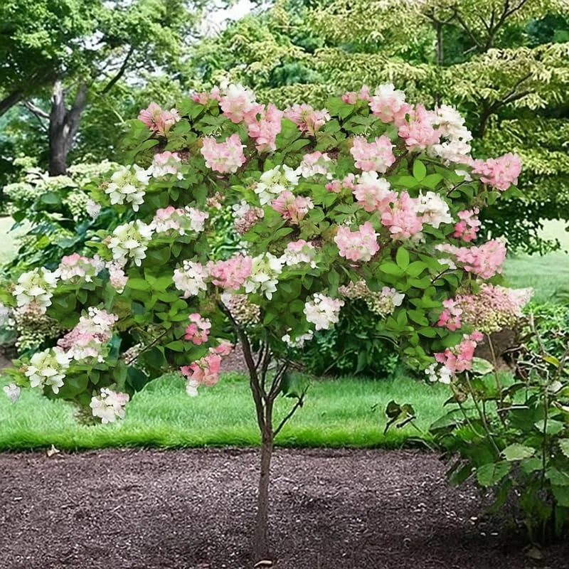 Hydrangea Live Plant – Pink White Flowers, 5 to 7 Inch Tall, Well-Rooted, Outdoor Shrub - Image 4