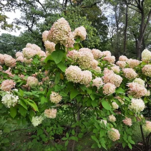 Hydrangea Live Plant – Pink White Flowers, 5 to 7 Inch Tall, Well-Rooted, Outdoor Shrub - Image 6