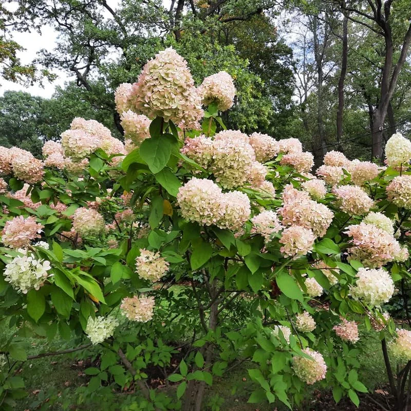 Hydrangea Live Plant – Pink White Flowers, 5 to 7 Inch Tall, Well-Rooted, Outdoor Shrub - Image 6