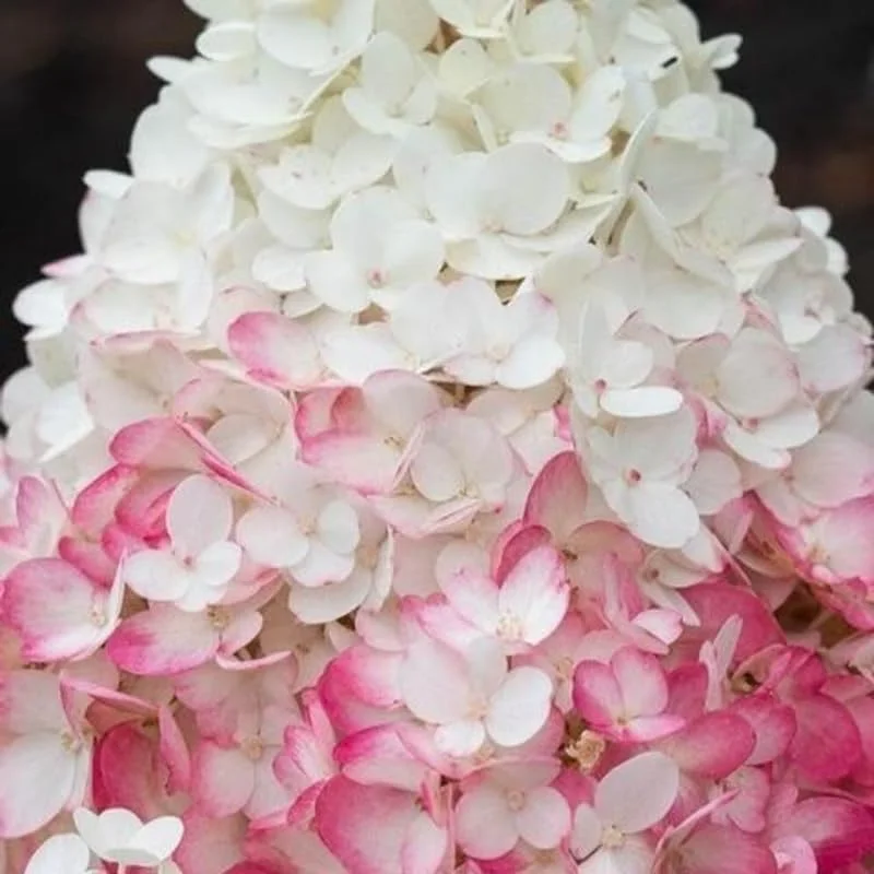 Hydrangea Live Plant – Pink White Flowers, 5 to 7 Inch Tall, Well-Rooted, Outdoor Shrub - Image 7