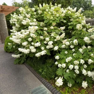 Hydrangea Live Plant – Rebloomer Pink/Purple Shrub Bush – 2.5 Inch Pot – Outdoor Perennial - Image 2
