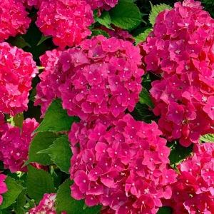 Hydrangea Live Plant – Rebloomer Pink/Purple Shrub Bush – 2.5 Inch Pot – Outdoor Perennial - Image 3