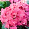 Hydrangea Live Plant – Rebloomer Pink/Purple Shrub Bush – 2.5 Inch Pot – Outdoor Perennial - Image 1