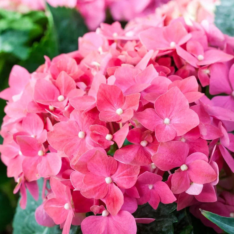 Hydrangea Live Plant – Rebloomer Pink/Purple Shrub Bush – 2.5 Inch Pot – Outdoor Perennial - Image 1