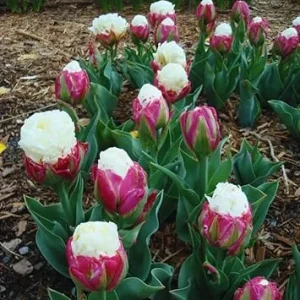Ice Cream Tulip Bulbs – 10 Count – Perennial Flower Bulbs for Fall Planting - Image 2