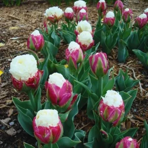 Ice Cream Tulip Bulbs – 10 Count – Perennial Flower Bulbs for Fall Planting - Image 5