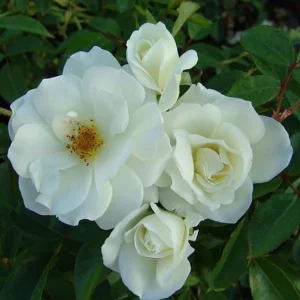 Iceberg Rose Live Plant - White Floribunda Bush, 5-8