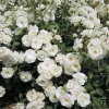 Iceberg Rose Live Plant - White Floribunda Bush, 5-8" Tall Starter - Image 1