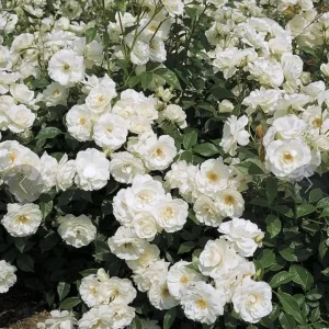 Iceberg Rose Live Plant - White Floribunda Bush, 5-8