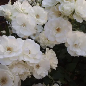 Iceberg Rose Live Plant - White Floribunda Bush, 5-8