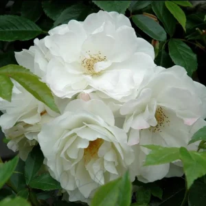 Iceberg Rose Live Plant - White Floribunda Bush, 5-8