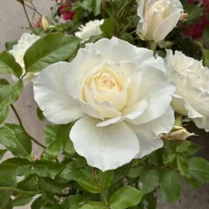 Iceberg Rose Live Plant - White Floribunda Bush, 5-8