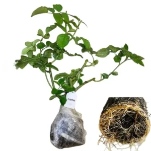 Iceberg Rose Live Plant - White Floribunda Bush, 5-8