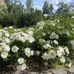 Iceberg Rose Live Plant - White Floribunda Bush, Fragrant, Well Rooted, 5-8
