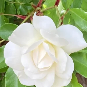 Iceberg Rose Live Plant - White Floribunda Bush, Fragrant, Well Rooted, 5-8