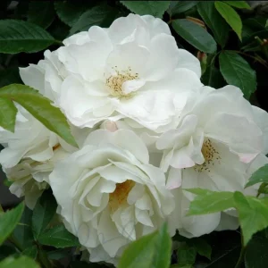 Iceberg Rose Live Plant - White Floribunda Bush, Fragrant, Well Rooted, 5-8