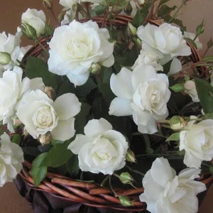 Iceberg Rose Live Plant - White Floribunda Bush, Fragrant, Well Rooted, 5-8