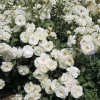 Iceberg Rose Live Plant - White Floribunda Bush, Fragrant, Well Rooted, 5-8" Tall, Outdoor - Image 1