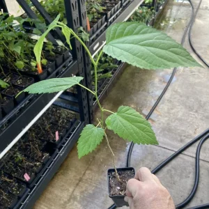 Illinois Everbearing Mulberry Tree - Live Plant - Fruit Tree - 12-16