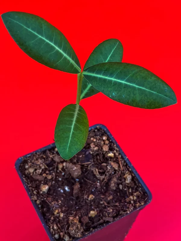 Imbe Garcinia Livingstonei Live Plant – African Mangosteen Tropical Fruit Tree – 3-6 inch Tall Starter Plant - Image 2