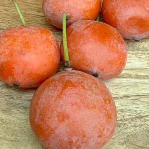 Imbe Garcinia Livingstonei Live Plant – African Mangosteen Tropical Fruit Tree – 3-6 inch Tall Starter Plant - Image 3