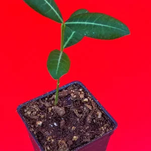 Imbe Garcinia Livingstonei Live Plant – African Mangosteen Tropical Fruit Tree – 3-6 inch Tall Starter Plant - Image 4