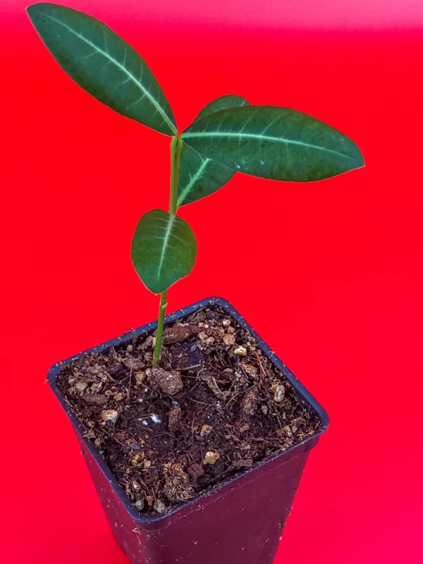 Imbe Garcinia Livingstonei Live Plant – African Mangosteen Tropical Fruit Tree – 3-6 inch Tall Starter Plant - Image 4