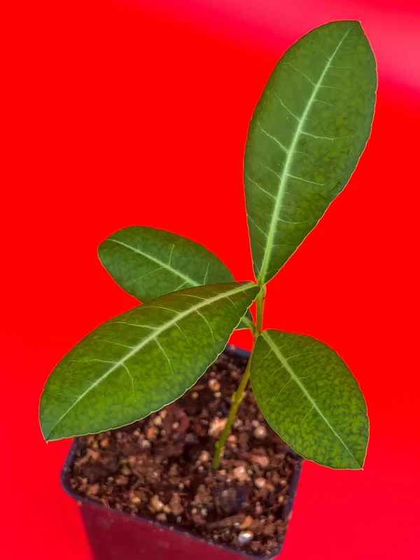 Imbe Garcinia Livingstonei Live Plant – African Mangosteen Tropical Fruit Tree – 3-6 inch Tall Starter Plant - Image 6