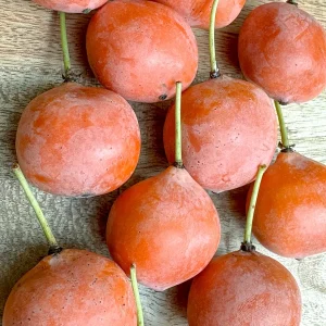 Imbe Garcinia Livingstonei Live Plant – African Mangosteen Tropical Fruit Tree – 3-6 inch Tall Starter Plant - Image 7