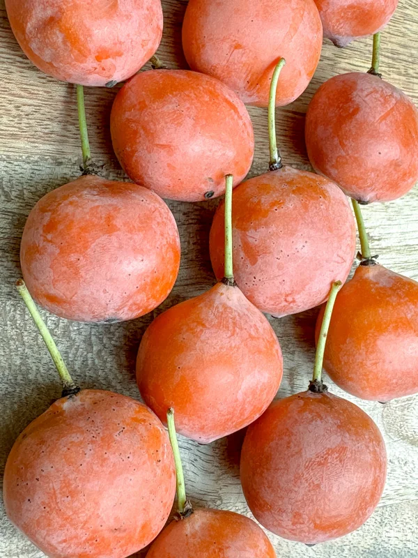 Imbe Garcinia Livingstonei Live Plant – African Mangosteen Tropical Fruit Tree – 3-6 inch Tall Starter Plant - Image 7