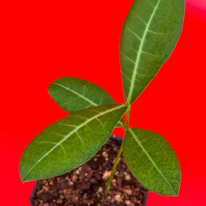 Imbe Garcinia Livingstonei Live Plant – African Mangosteen Tropical Fruit Tree – 3-6 inch Tall Starter Plant - Image 8