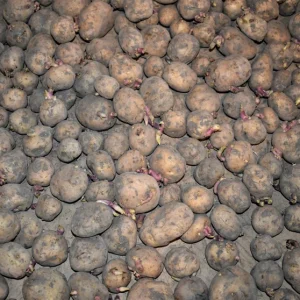 Irish Cobbler Seed Potatoes - Heirloom Certified Plant Tuber Spud - 1-10 Lbs - Image 2