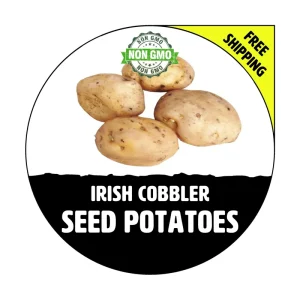 Irish Cobbler Seed Potatoes - Heirloom Certified Plant Tuber Spud - 1-10 Lbs - Image 1