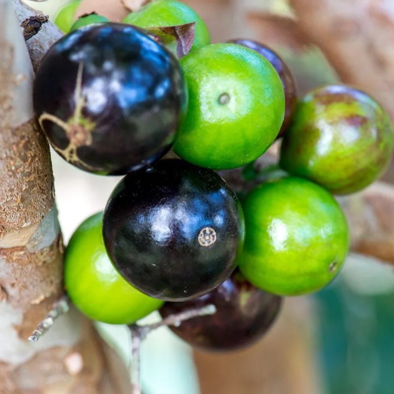 Jaboticaba Brazilian Grape Seedling Live Plant – 3-5'' Tall – 2.5'' Pot - Image 10